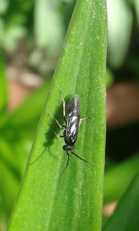 Tenthredinidae : maschio di Cladius pectinicornis? s!